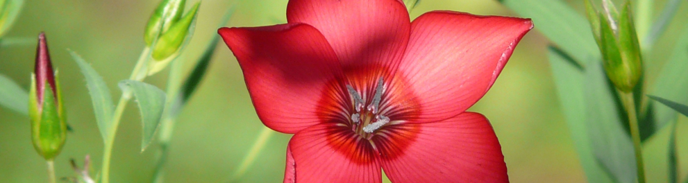 Uma flor vermelha com cinco pétalas está focada na imagem
