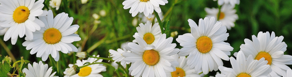 Várias flores brancas com o núcleo circular amarelo