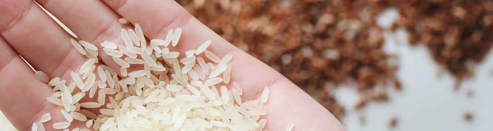 As mãos de uma pessoa branca com grãos diferentes. Na mão esquerda há arroz branco e na mão direita há uma espécie de arroz vermelho