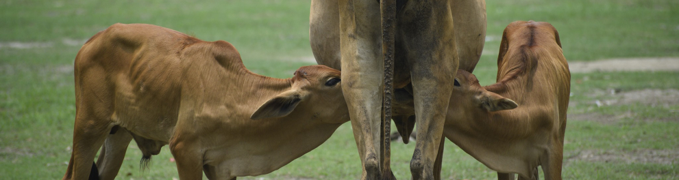 Dois bezerros estão mamando nas tetas de uma vaca, que está de costas para quem bateu a foto. Os animais estão em um campo aberto com uma vegetação verde ao fundo