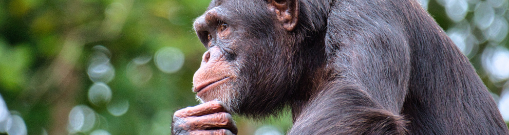 Um chimpanzé está com a mão direita em seu próprio queixo, como se estivesse pensando. Ele está de perfil para quem bateu a foto