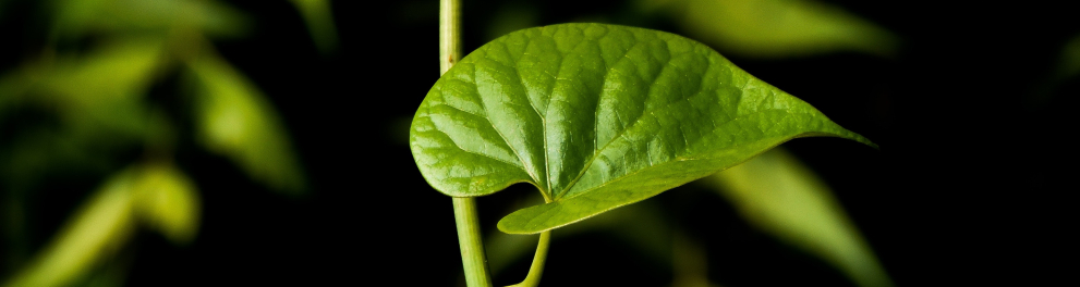 Três folhas bem verdes de uma planta