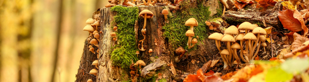 Uma colônia de cogumelos acoplada em um tronco cortado de árvore