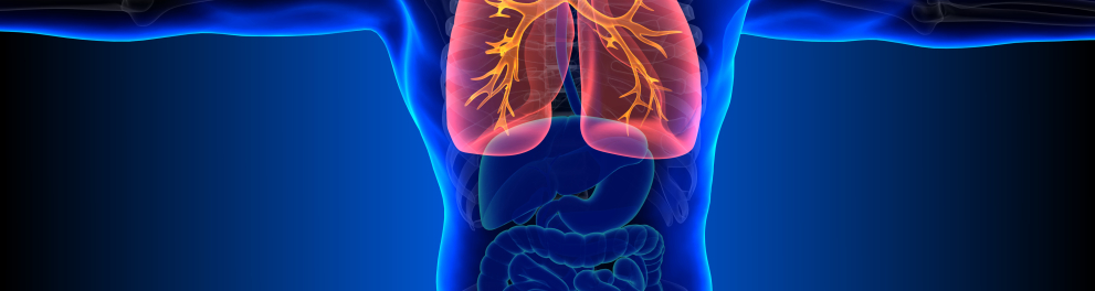 Imagem computadorizada mostrando os órgãos de um corpo humano, com ênfase nos pulmões