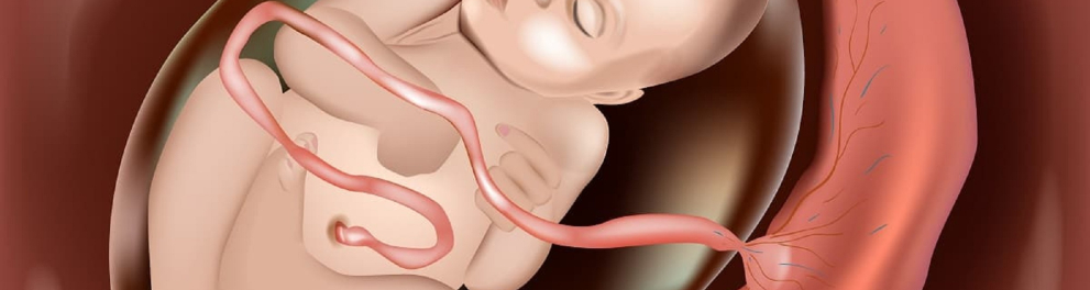 Imagem animada de um bebê com se estivesse dentro da barriga da mãe, ainda em formação, com o cordão umbilical bem à mostra e toda a placenta à volta