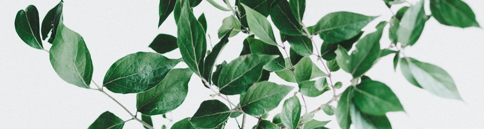 Uma planta com várias folhas verdes à frente de um fundo todo branco
