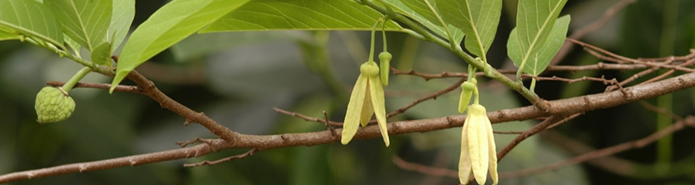 A imagem mostra algumas plantas