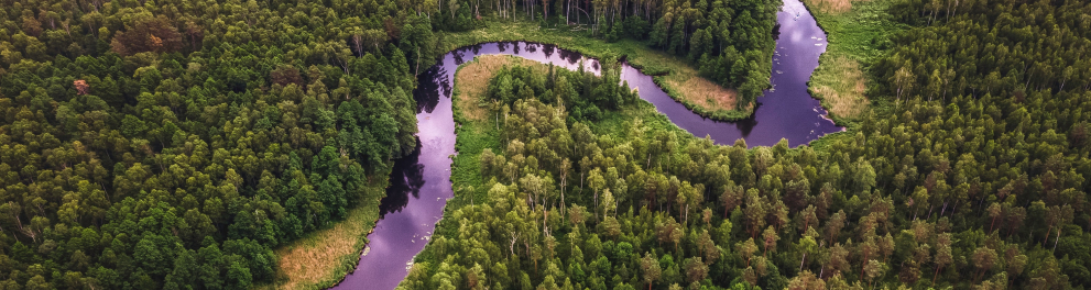 Imagem aérea mostrando um rio da Amazônia e sua imensa vegetação verde