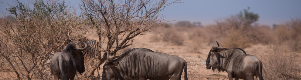 Três gnus magros estão ao lado de uma pequena árvore de galhos finos e secos, quase sem folhagem, em pleno sol africano