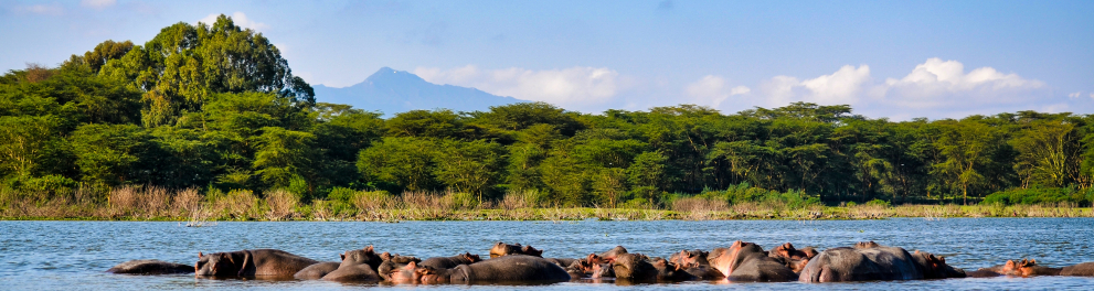 Paisagem africana mostrando um rio com vários hipopótamos quase totalmente submersos e várias árvores ao fundo, sobre um belo céu limpo e azul