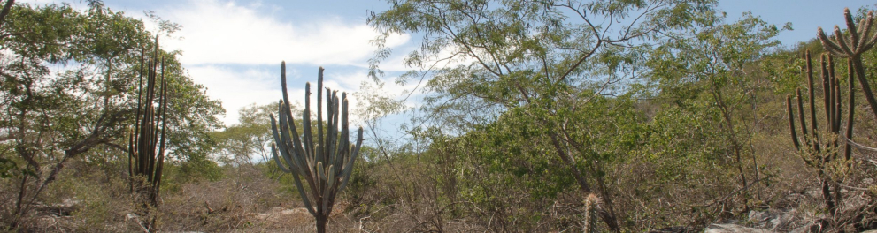 Típica imagem de uma caatinga, mostrando um solo seco, semiárido, com a presença de cactos e árvores com poucas folhas e de galhos finos