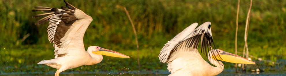 Duas espécies de aves grandes e plumagem branca estão nadando bem rente a um rio, com as patas encostando na água inclusive. Parecem ser pelicanos