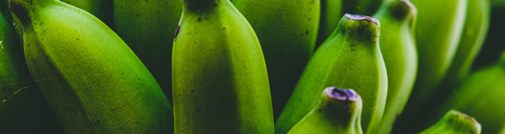 Zoom em um cacho de bananas verdes