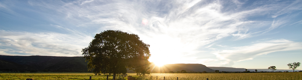 Paisagem de um campo aberto com vegetação vasta, uma árvore ao centro da imagem e um céu azul com o sol iluminando e embelezando tudo