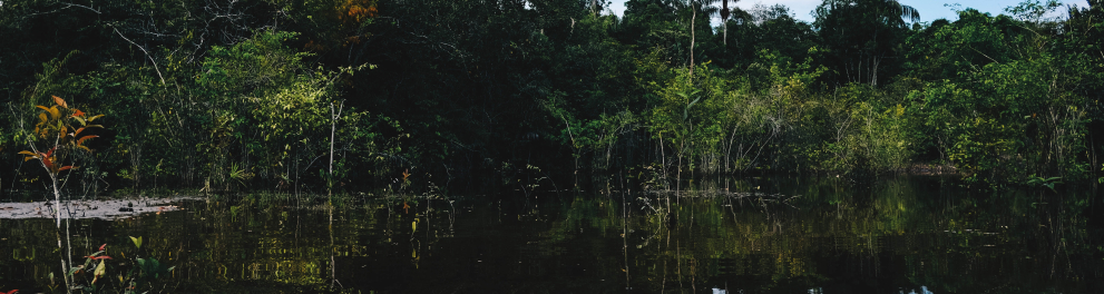 Paisagem de um rio manauara com vasta vegetação e árvores longas à beira