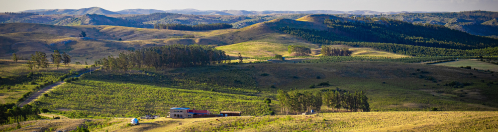 Paisagem de um campo vegetativo vasto e um céu limpo e azul na parte superior