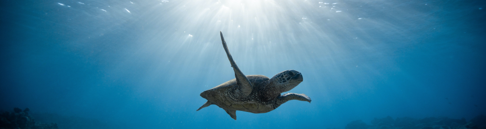 Imagem subaquática de uma tartaruga marinha nadando