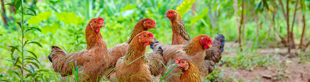 Galinhas com plumagem marrom e crista bem vermelhinha estão em um campo rodeado por vegetação