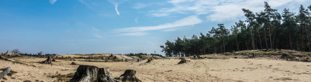 Foto de uma paisagem com céu azul, em que a metade esquerda mostra um terreno desmatado, com troncos cortados, e a metade direita mostra uma floresta.