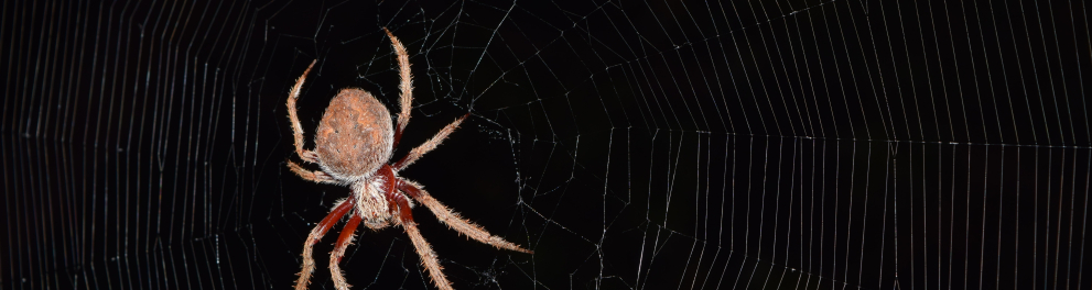 Uma aranha sobre sua teia e um fundo preto
