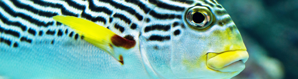 Um peixe branco com listras horizontais pretas e nadadeiras amarelas está embaixo d'água
