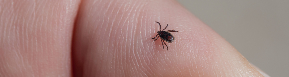Imagem aproximada de um carrapato sobre o dedo indicador de uma pessoa branca