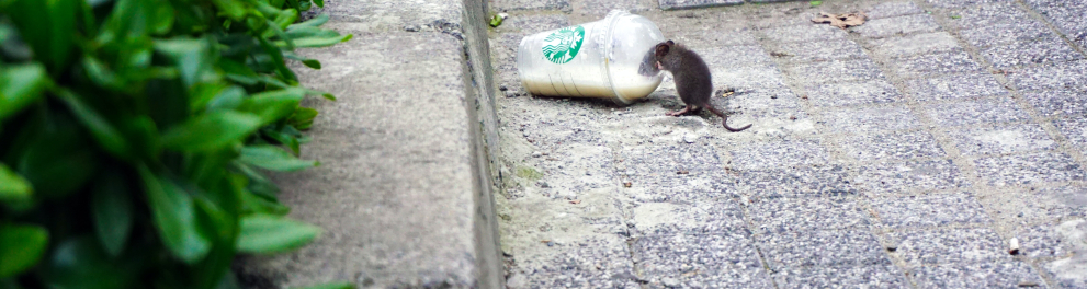 Um ratinho acinzentado de rua está bebendo o resto de uma bebida no interior de um copo plástico no chão