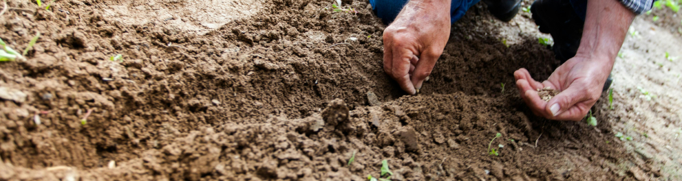 Mãos de um homem branco estão mexendo em uma semente na terra, como se estivesse plantando algo