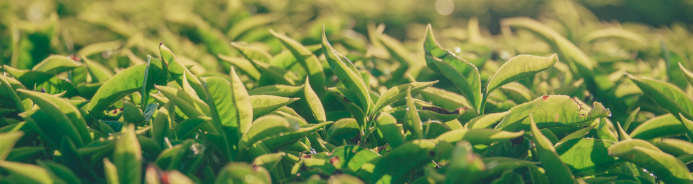 Zoom em um espaço com várias plantas