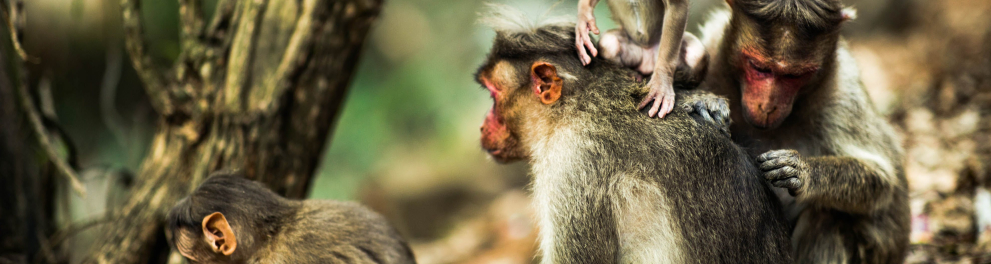 Uma família de macaquinhos em meio a uma área com terra e galhos de árvore