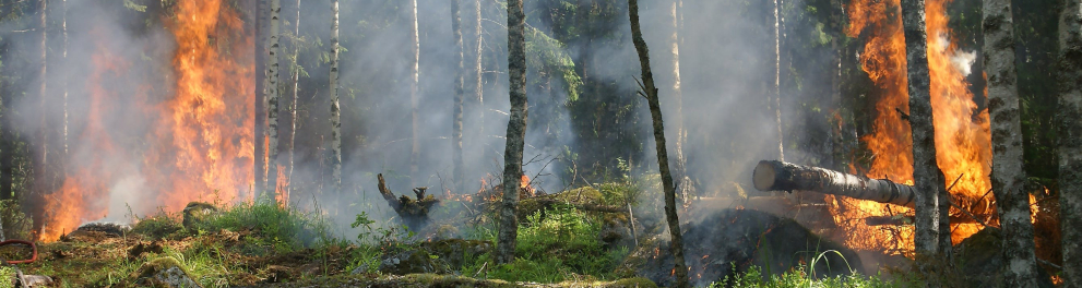 Imagem de um incêndio florestal