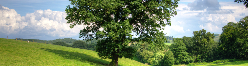 Uma linda imagem feita de dia de uma árvore rosbusta em meio a um gramado verdinho