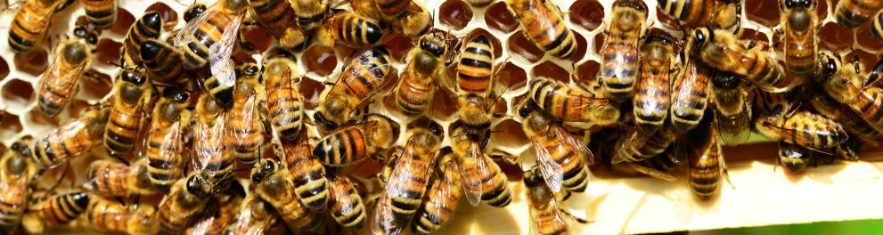 Um enxame de abelhas sobre uma colmeia