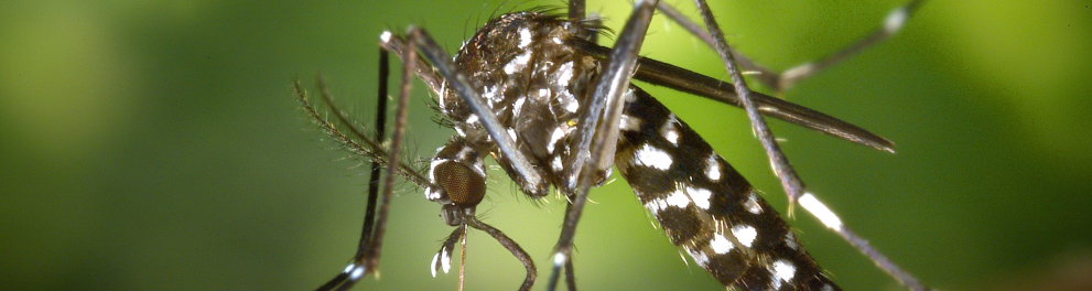 Foto aproximada em um mosquito que parece ser o Aedes Aegypti