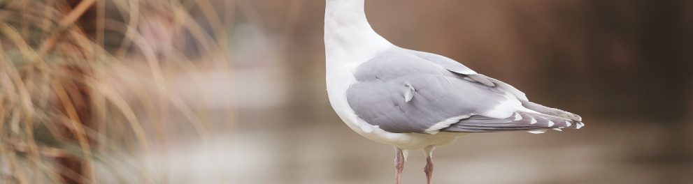 Uma gaivota branquinha de asas acinzentadas está parada sobre uma rocha