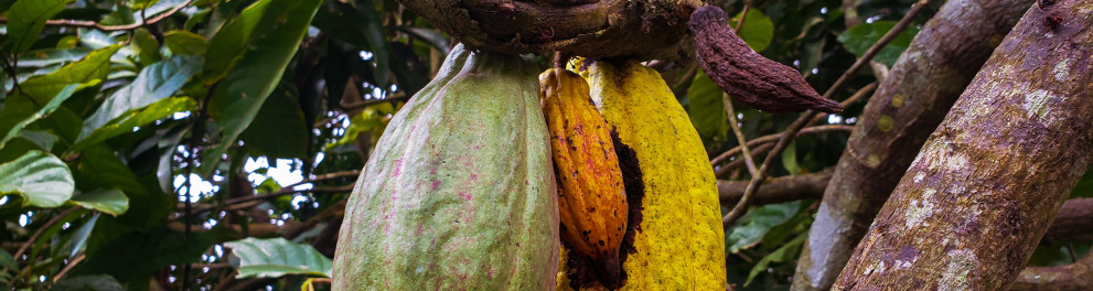 Dois frutos de cacau pendurados em um galho de árvore