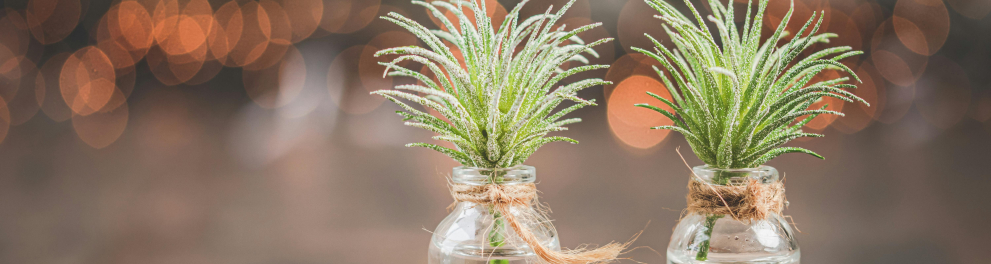 Dois recipientes de vidro contendo plantas em seus interiores estão lado a lado e em cima de uma mesa