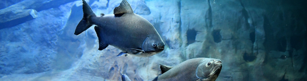 Dois peixes de cor acinzentada estão nadando em um água cristalina que parece ser de um grande aquário. São peixes da espécie pacu