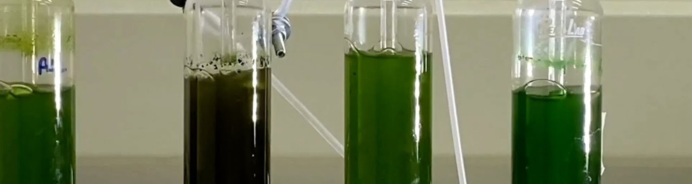 Quatro recipientes cilíndricos com líquidos verdes escuros em seus interiores