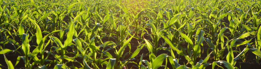 Uma produção rural