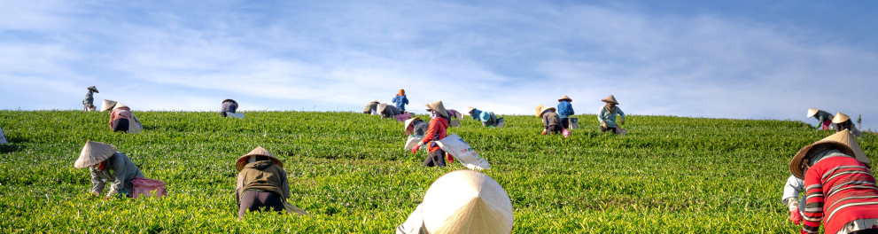 Vários trabalhadores em uma propriedade rural