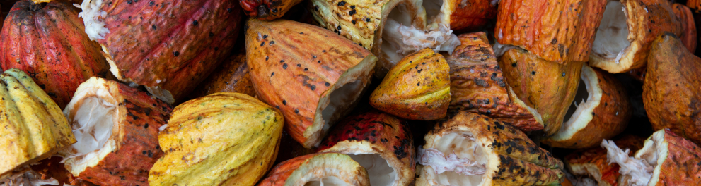 Vários frutos de cacau amontoados