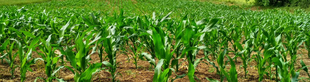 Área agrícola e com bastante plantio