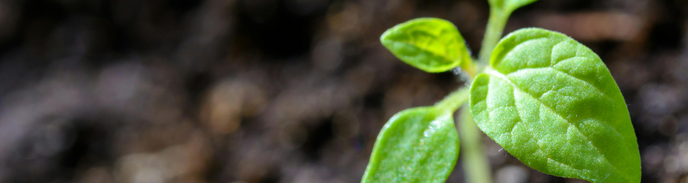 Uma planta no meio da natureza.