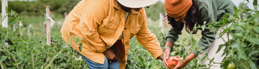 Duas mulheres no campo rural pegando uma fruta em suas mãos.