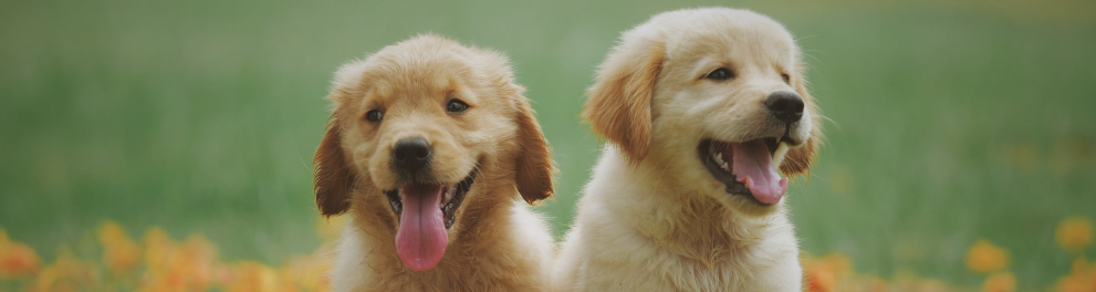 Dois cachorros filhotes com a língua para fora