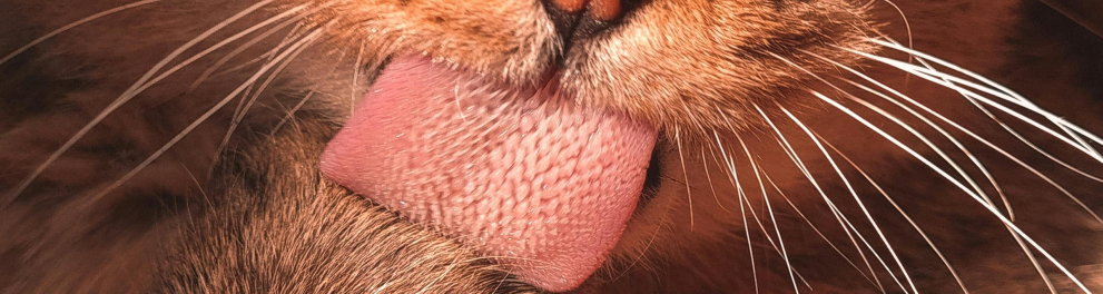 A língua de um gato
