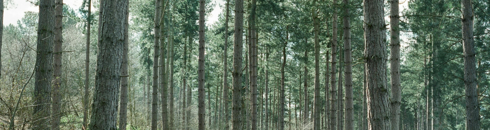 Árvores na floresta