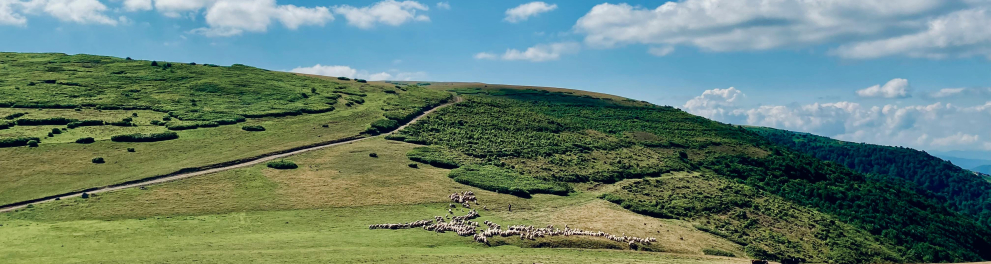 Cerrado