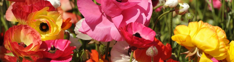 Flores de um canteiro